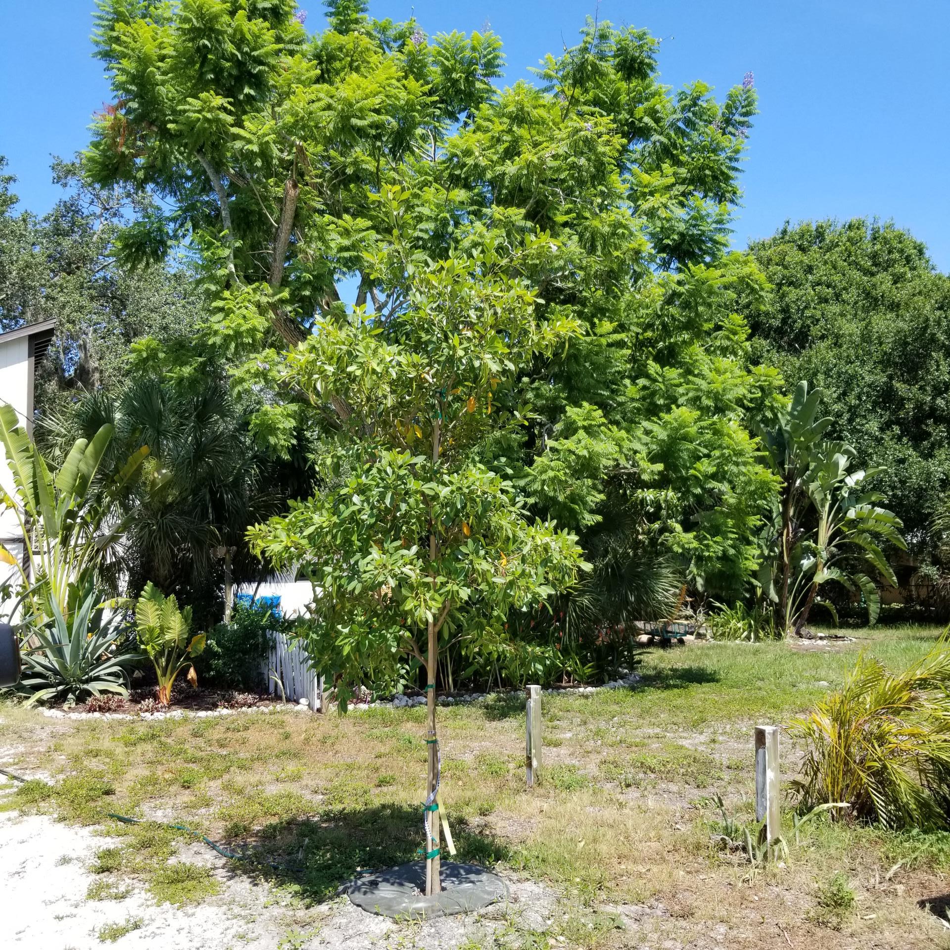 Neighborhood Canopy Program tree