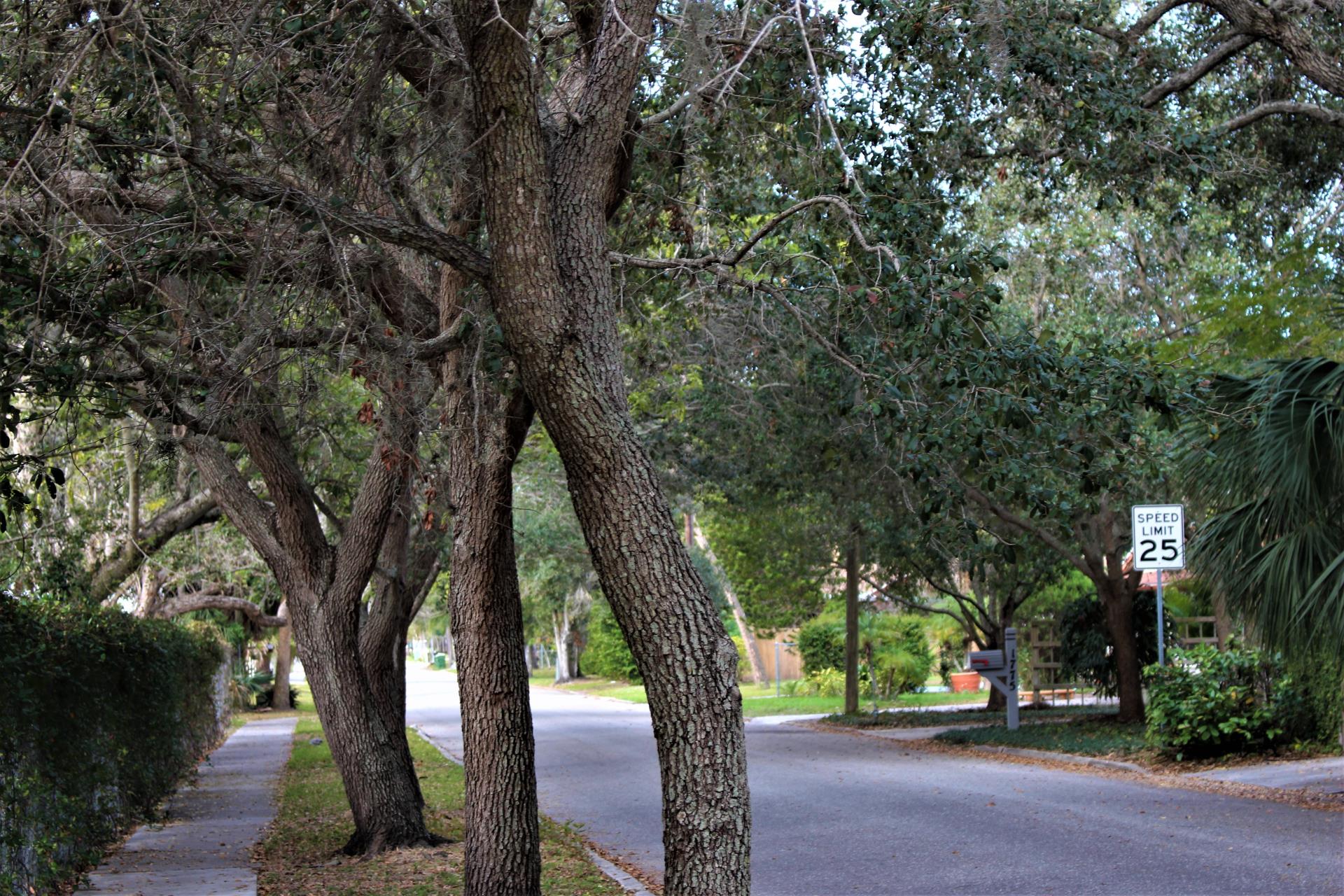 Tree lined street in the City of Sarasota.