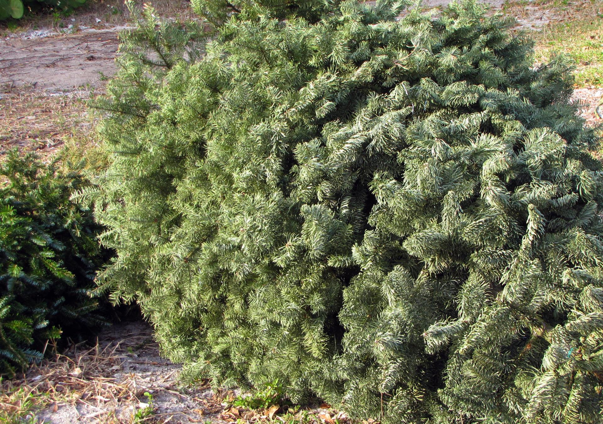 Christmas Tree recycling